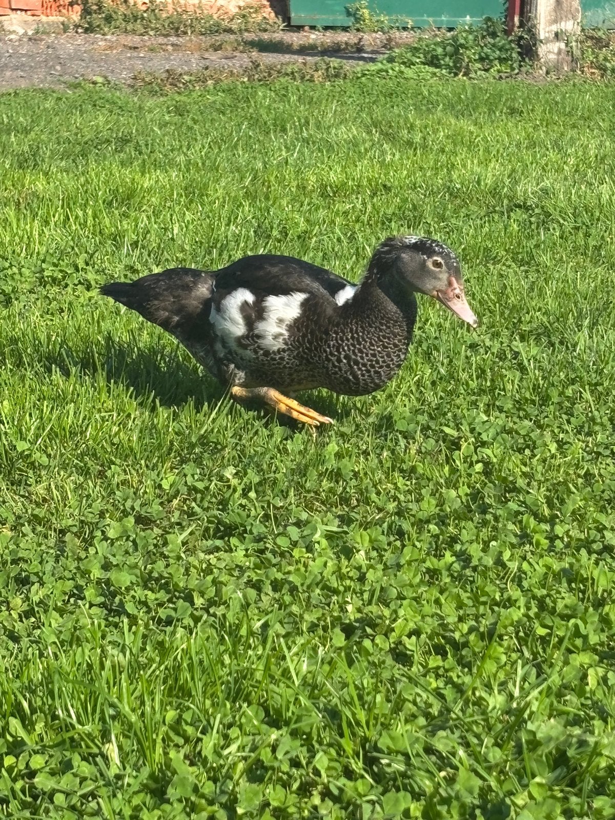 Jonge eenden te koop, Canard