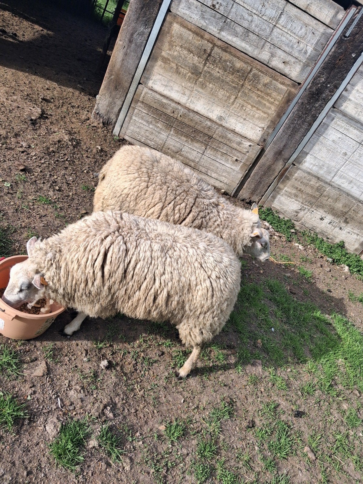 Cages pour femmes enceintes, Animaux & Accessoires, Femelle, Mouton, 0 à 2 ans