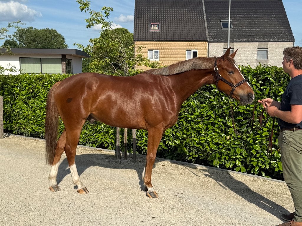 4 jarige ruin, Animaux & Accessoires, Chevaux, Hongre, Ne s'applique pas, 160 à 165 cm, 3 à 6 ans, Cheval de saut, Avec pedigree