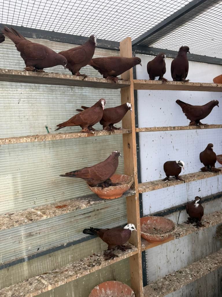 طيور حمر, Dieren en Toebehoren, Vogels | Duiven