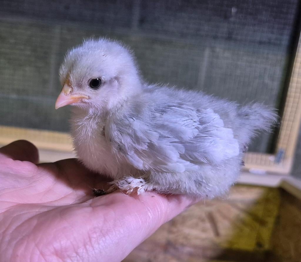 Gratis - Cochin Porseleinkleur Haan Kuikentjes, Animaux & Accessoires, Volatiles