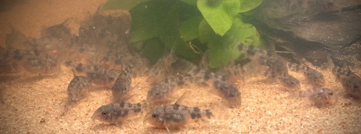 Corydoras paleadus ongeveer 3 cm, 2€ per stuk, Dieren en Toebehoren, Vis, Zoetwatervis, Schoolvis
