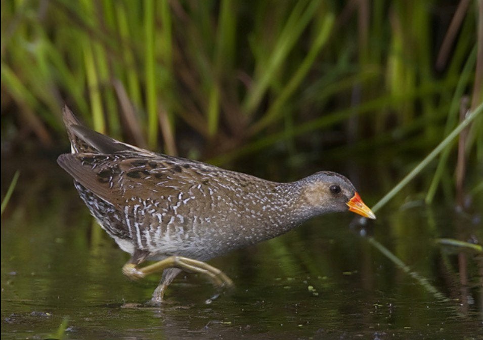 Râle d'eau disponible ; Marouette ponctuée recherchée., Plusieurs animaux, Bagué