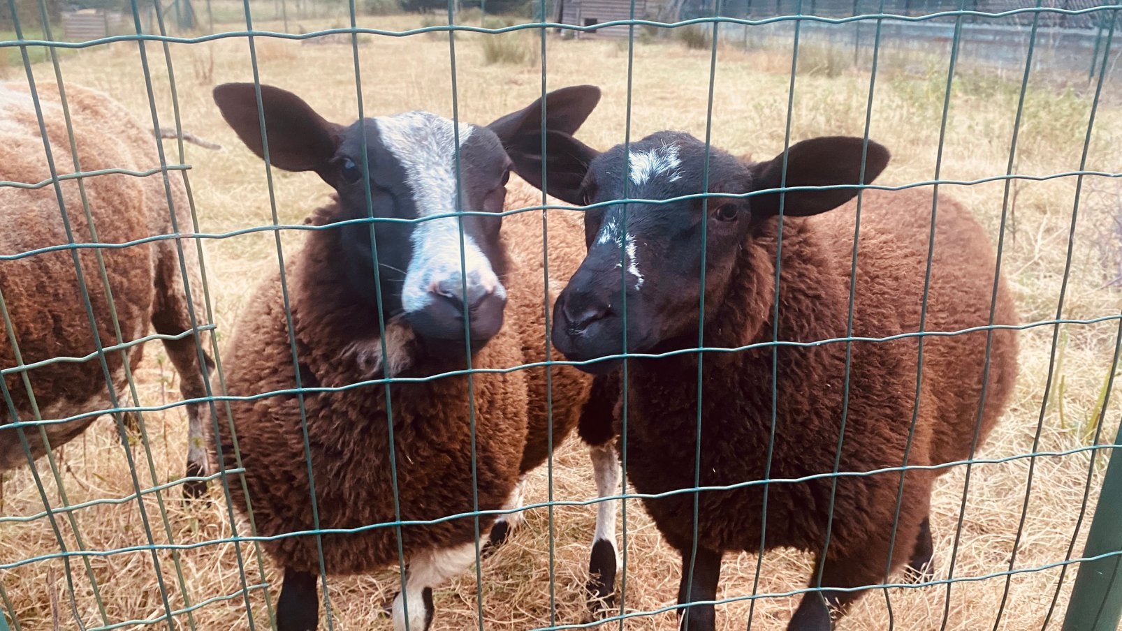 Schapen, Animaux & Accessoires