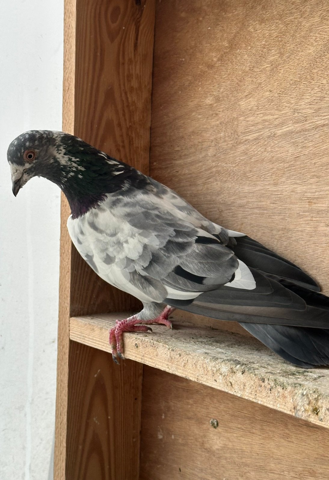 Les meilleurs joueurs pakistanais, Animaux & Accessoires, Oiseaux | Pigeons