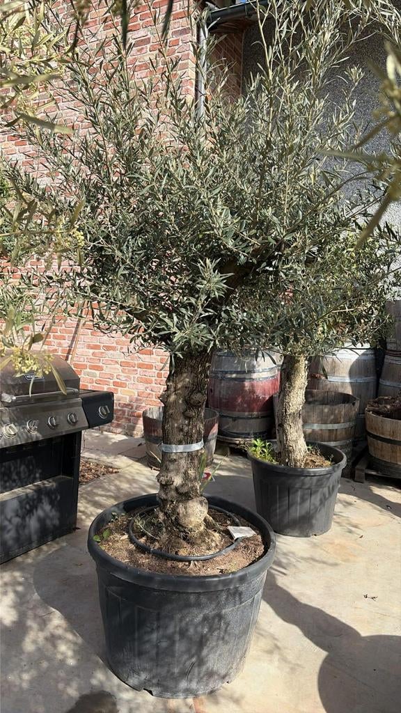 ‼️olijfbomen olea europaea aan onklopbare prijzen ‼️, Enlèvement
