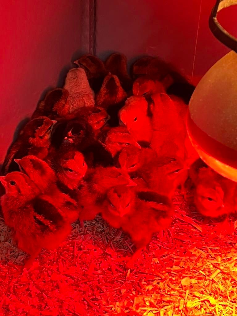 Kuikens leghorn goudpatrijs, Dieren en Toebehoren, Pluimvee, Geslacht onbekend, Kip