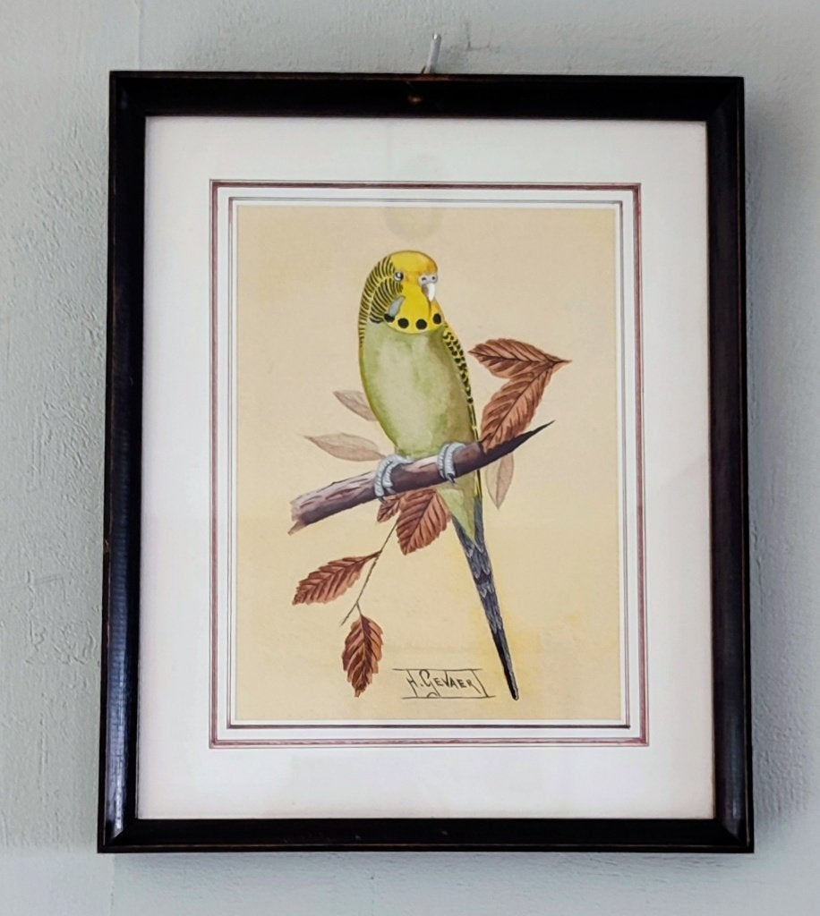 Charmante aquarelle vintage "Perruche ondulée". H. Gevaert, Enlèvement ou Envoi, Aquarelle, Peint à la main, Animaux