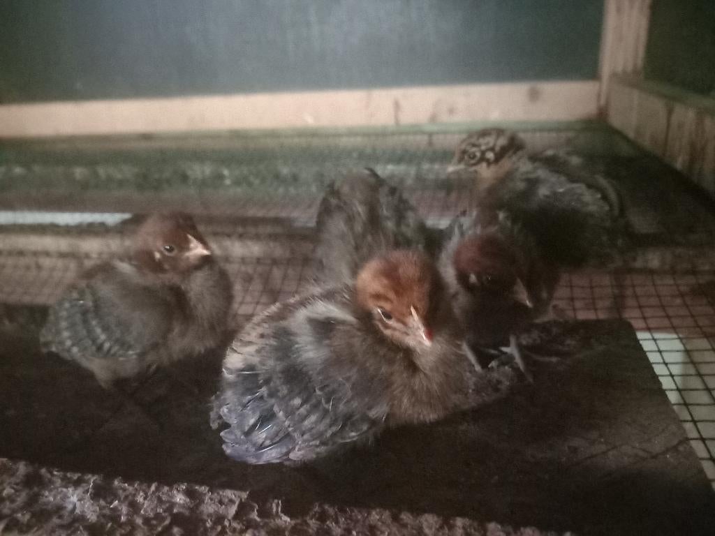 5 Goudbrakel kuikens te koop