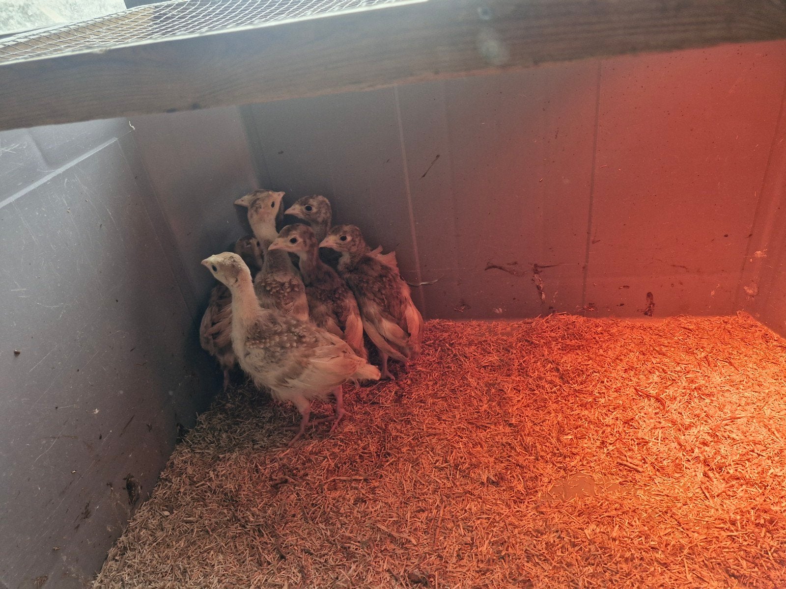 kalkoenkuikens, Dieren en Toebehoren