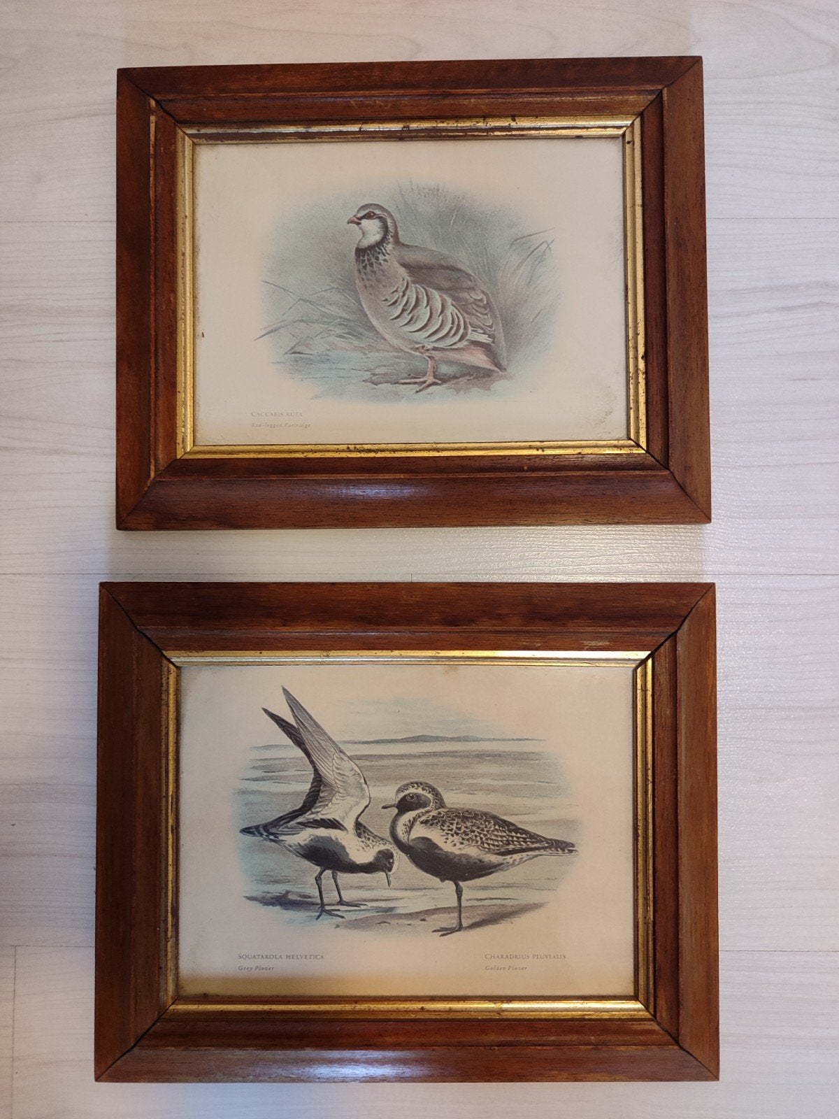 2 antiek oude Engelse kadertjes vogels schilderij kunst

twe, Enlèvement ou Envoi