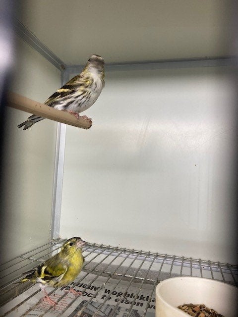 koppel sijsjes wildkleur 2026, Dieren en Toebehoren, Meerdere dieren, Wildzangvogel, Geringd