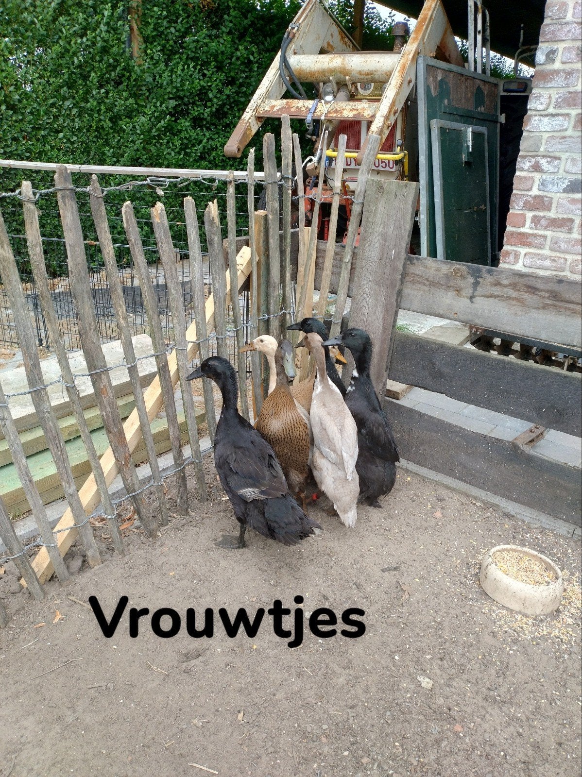 indische loopeenden, Dieren en Toebehoren, Meerdere dieren, Eend