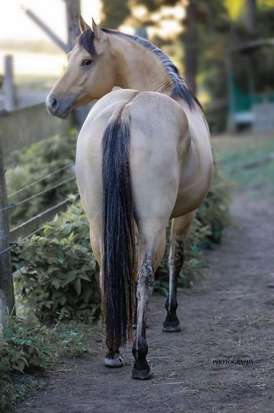 Saillie étalon Quarter Horse, Animaux & Accessoires, Chevaux, Étalon, L