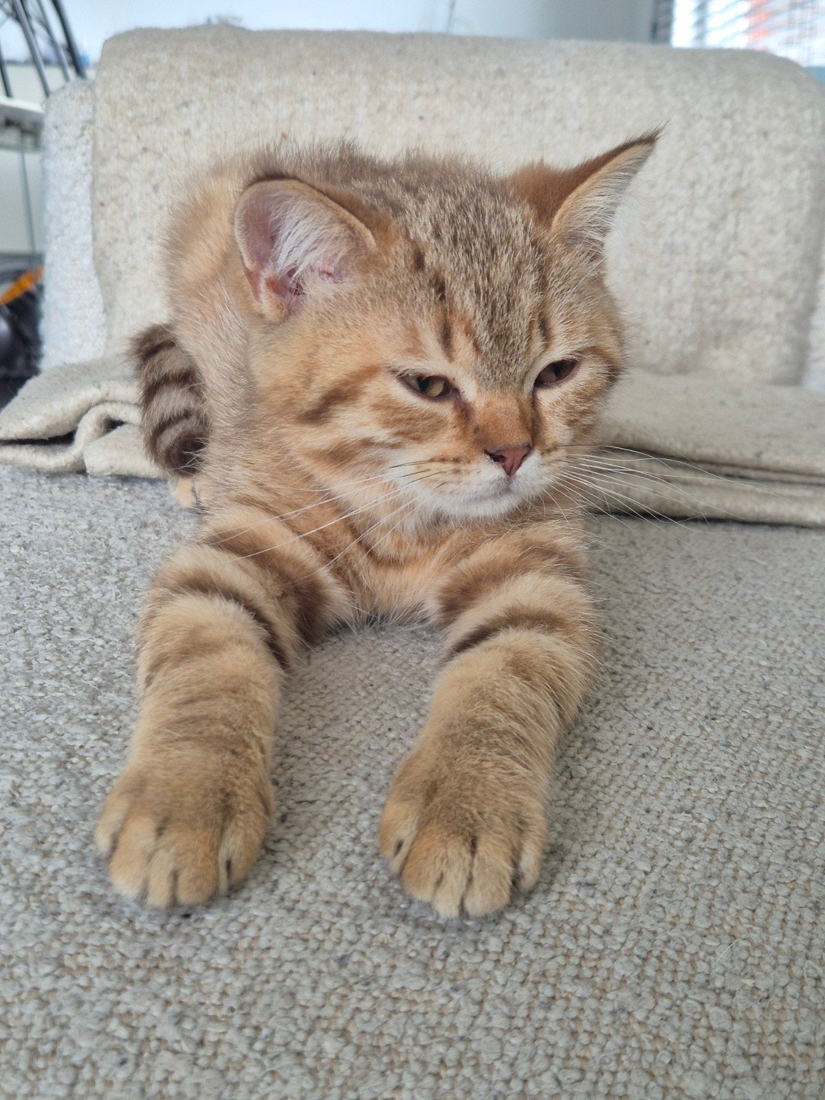 Britse korthaar kittens, Plusieurs animaux, Vermifugé, 0 à 2 ans