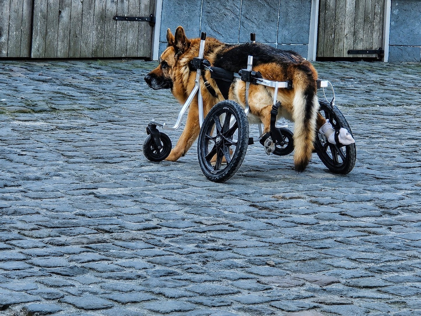 Hondenrolstoel, Dieren en Toebehoren, Ophalen