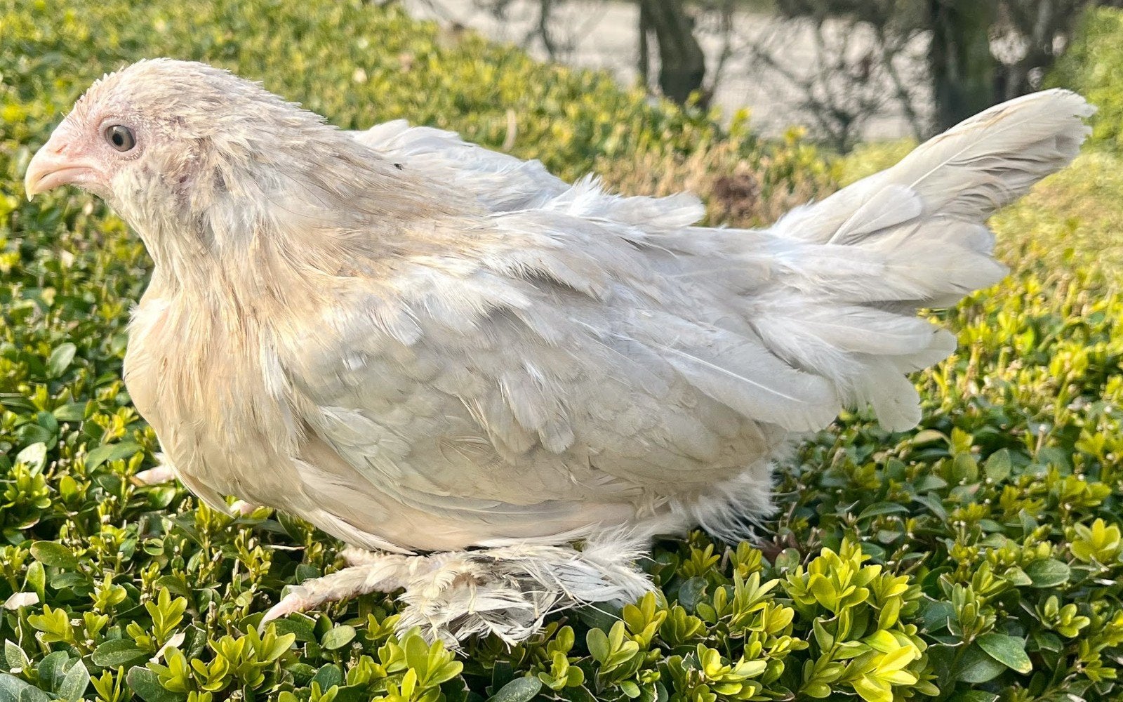 Ukkelse baardkriel kippen jonge hennen beschikbaar, Dieren en Toebehoren, Pluimvee, Vrouwelijk, Kip