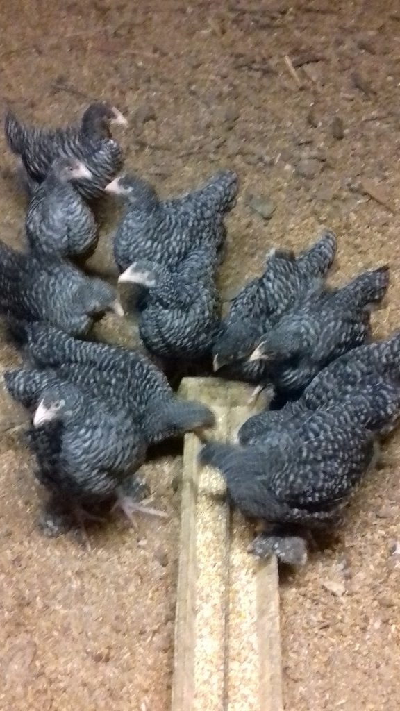 Jonge hennen Mechelse koekoek, Dieren en Toebehoren, Pluimvee