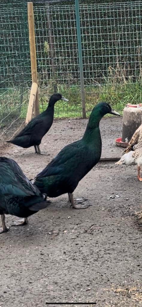 Prachtige volledig zwarte loopernd woerd, Animaux & Accessoires, Volatiles, Mâle, Canard