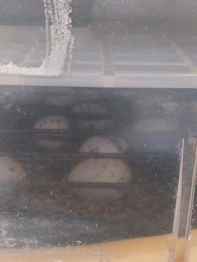 Kuikens kwartels, Dieren en Toebehoren, Geslacht onbekend, Overige soorten
