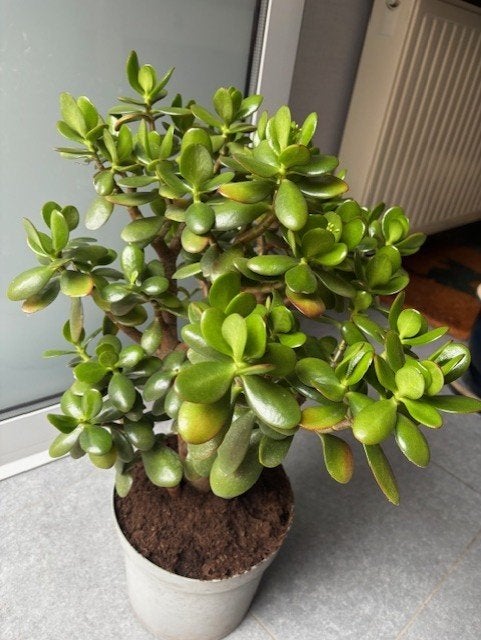 kamerplanten, Maison & Meubles, Plante succulente, Moins de 100 cm, Enlèvement, Plante verte