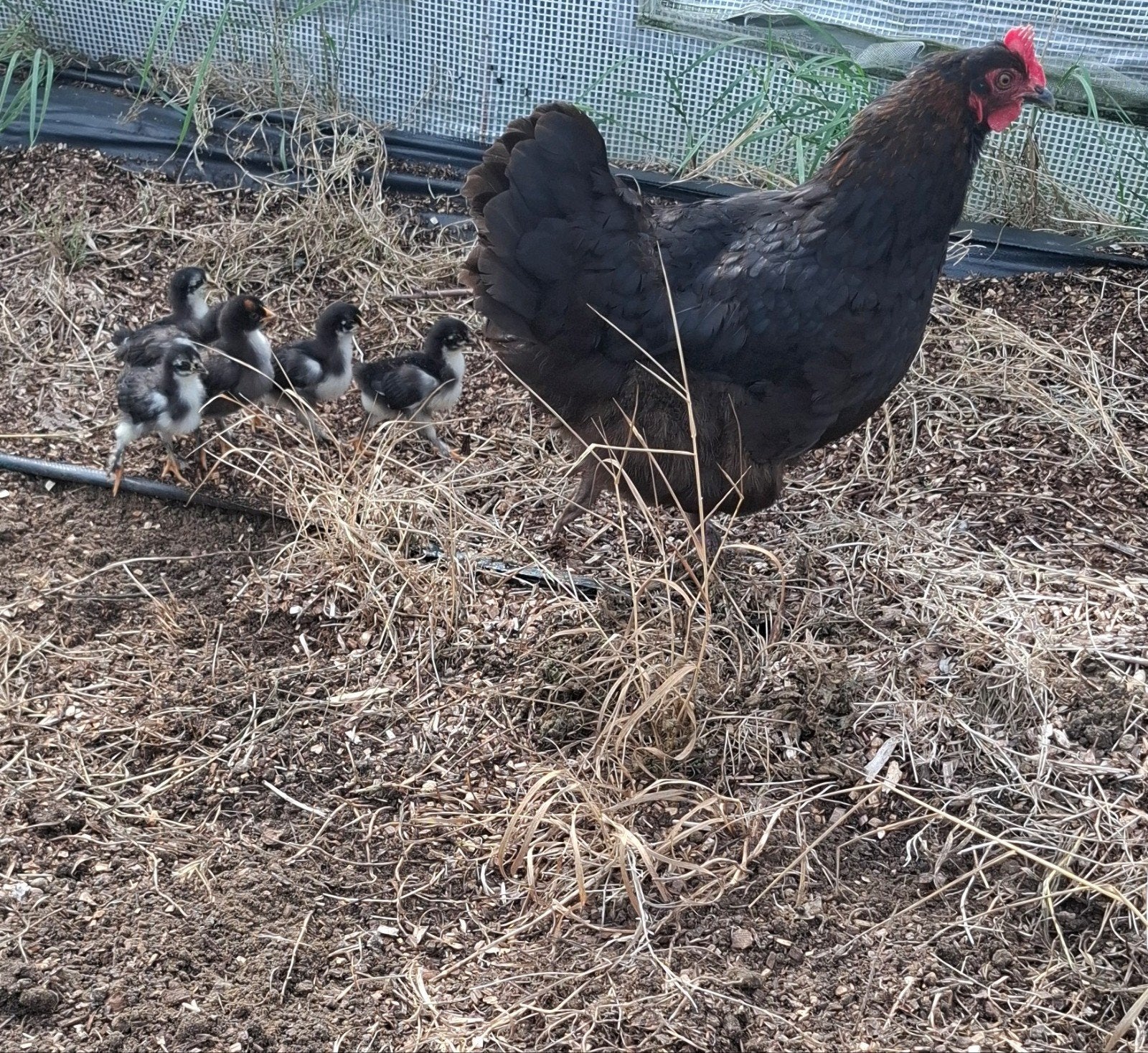 5 poussins marans âgés d'une semaine, Animaux & Accessoires