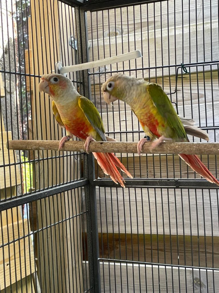 Couple conure, Animaux & Accessoires