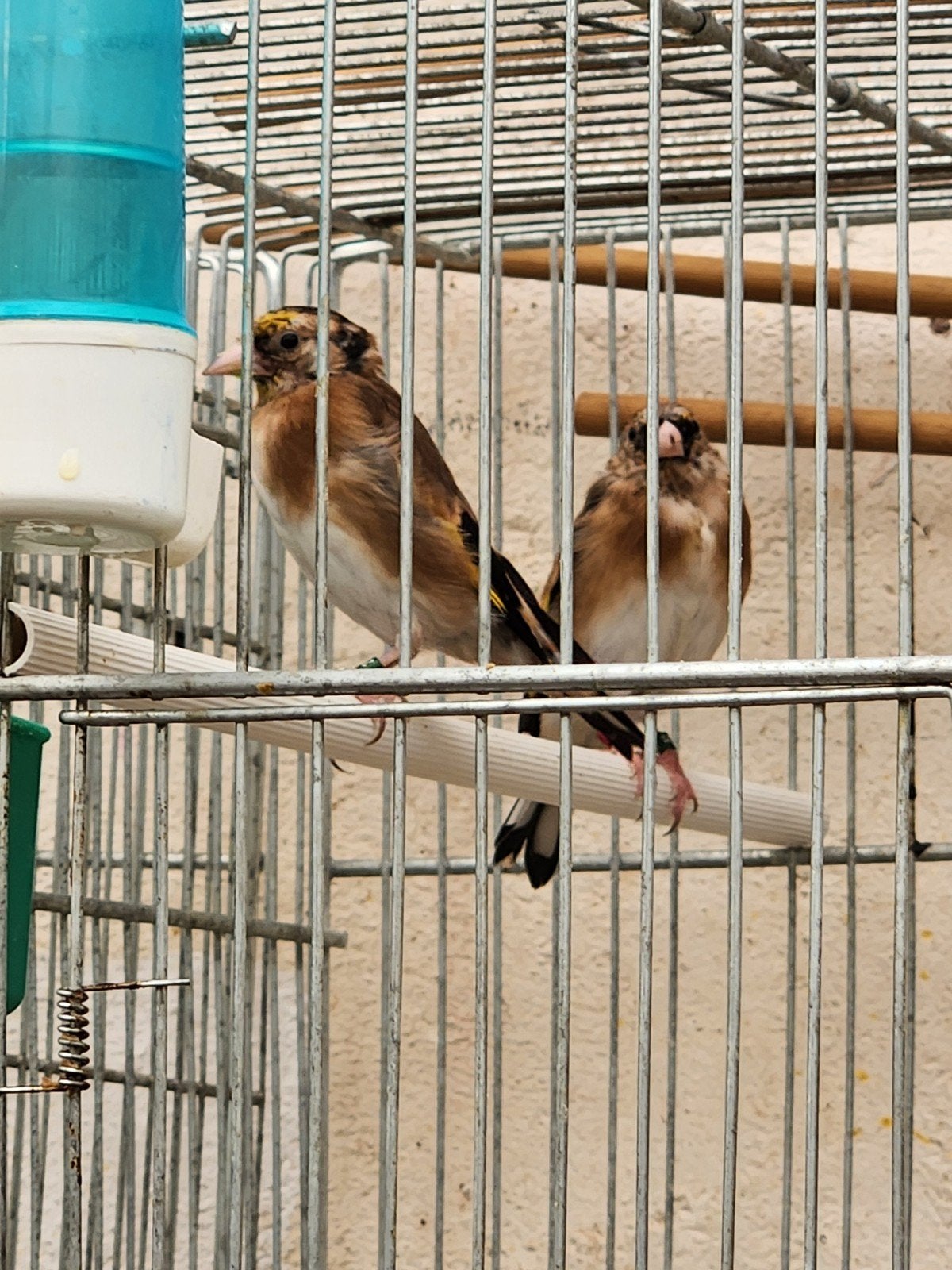 chardonneret couple 2.5 baguer porteur, Dieren en Toebehoren, Vogels | Overige Vogels, Vrouwelijk