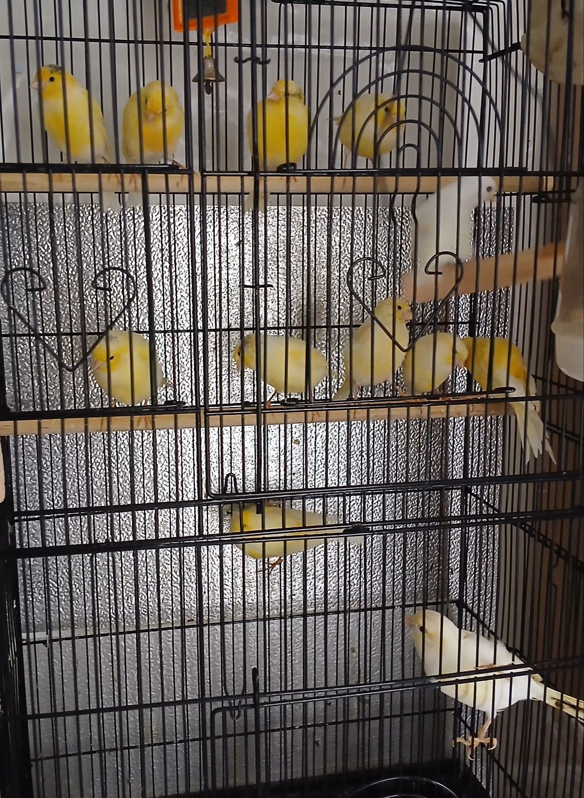 kleur kanaries Mannen uit te kiezen van 25&26, Dieren en Toebehoren, Mannelijk, Zangkanarie