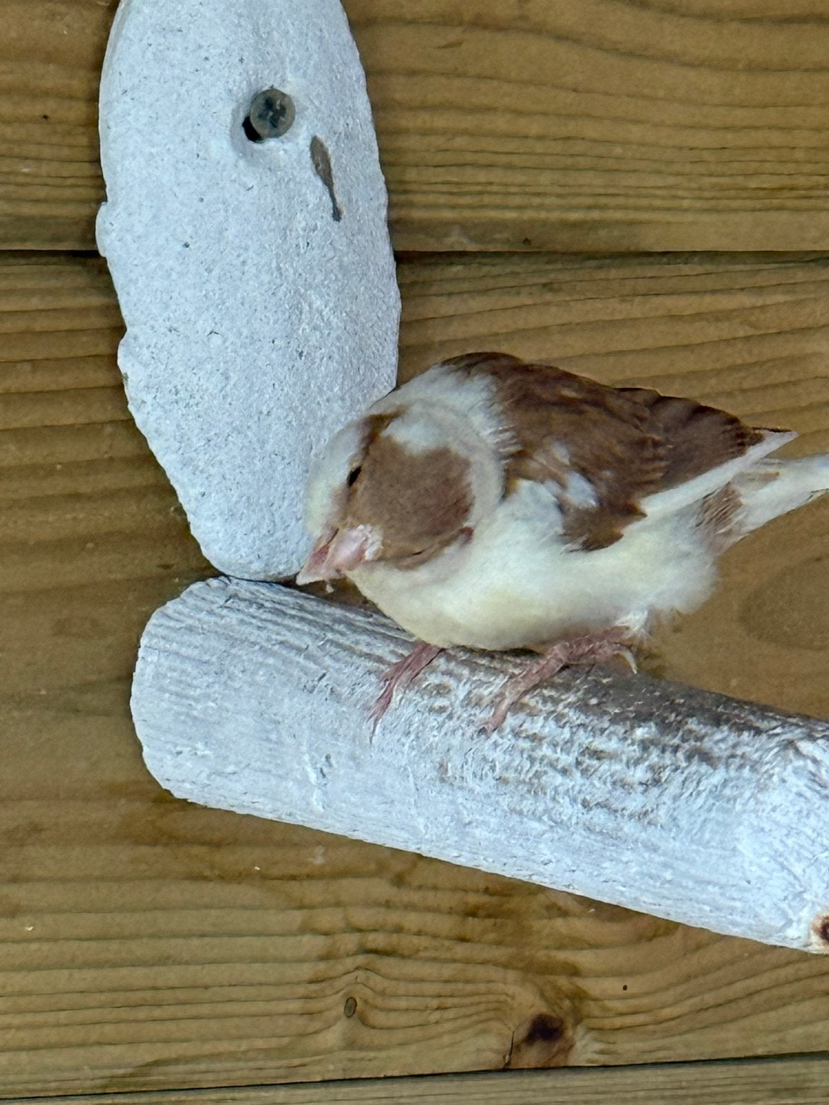 2 phaeo kanaries, Dieren en Toebehoren, Vogels | Overige Vogels, Geslacht onbekend