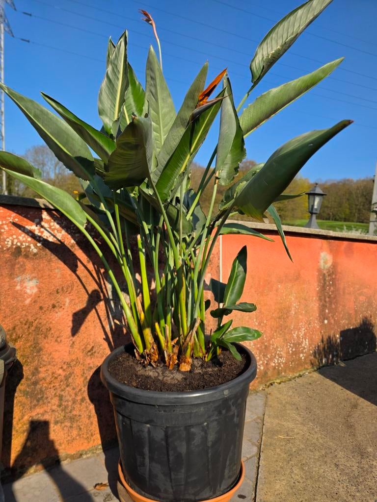 Strelitzia Reginae en fleurs, Enlèvement