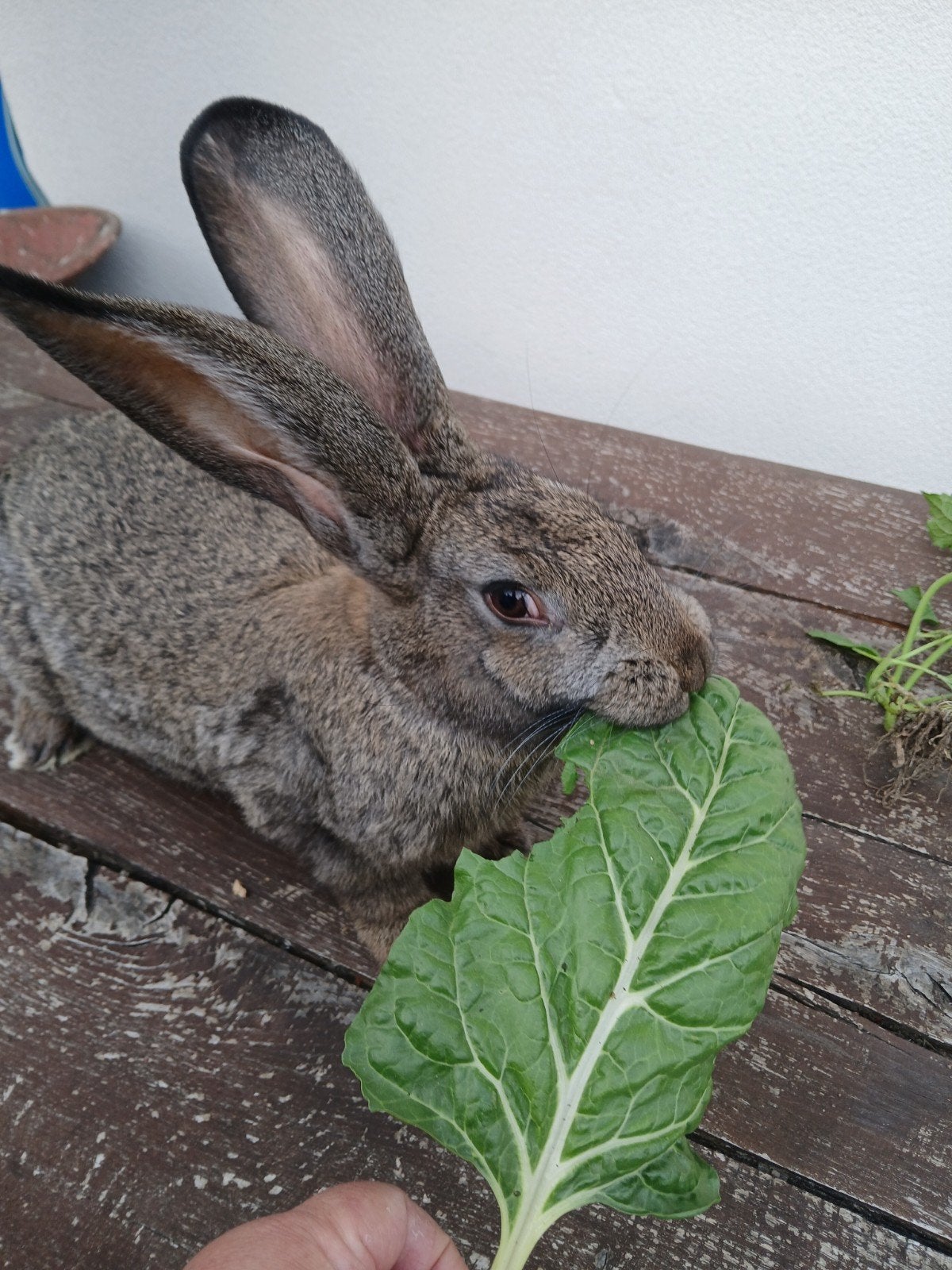 Vlaamse reus wildkleur 6 maanden oud, Dieren en Toebehoren, Meerdere dieren, Groot, 0 tot 2 jaar