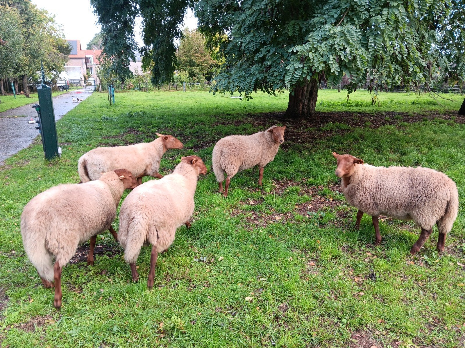 ardense voskop schapen ., Animaux & Accessoires