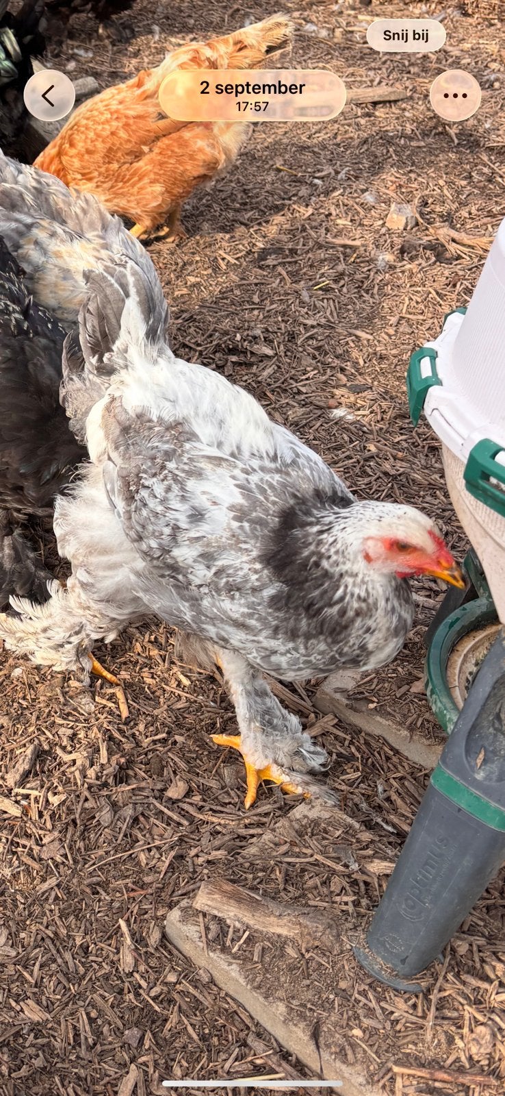 Brahma - haan, Dieren en Toebehoren, Mannelijk, Kip