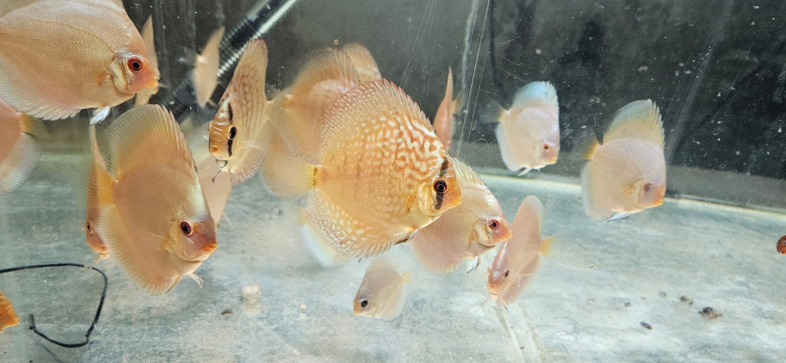 jeunes discus, Poisson