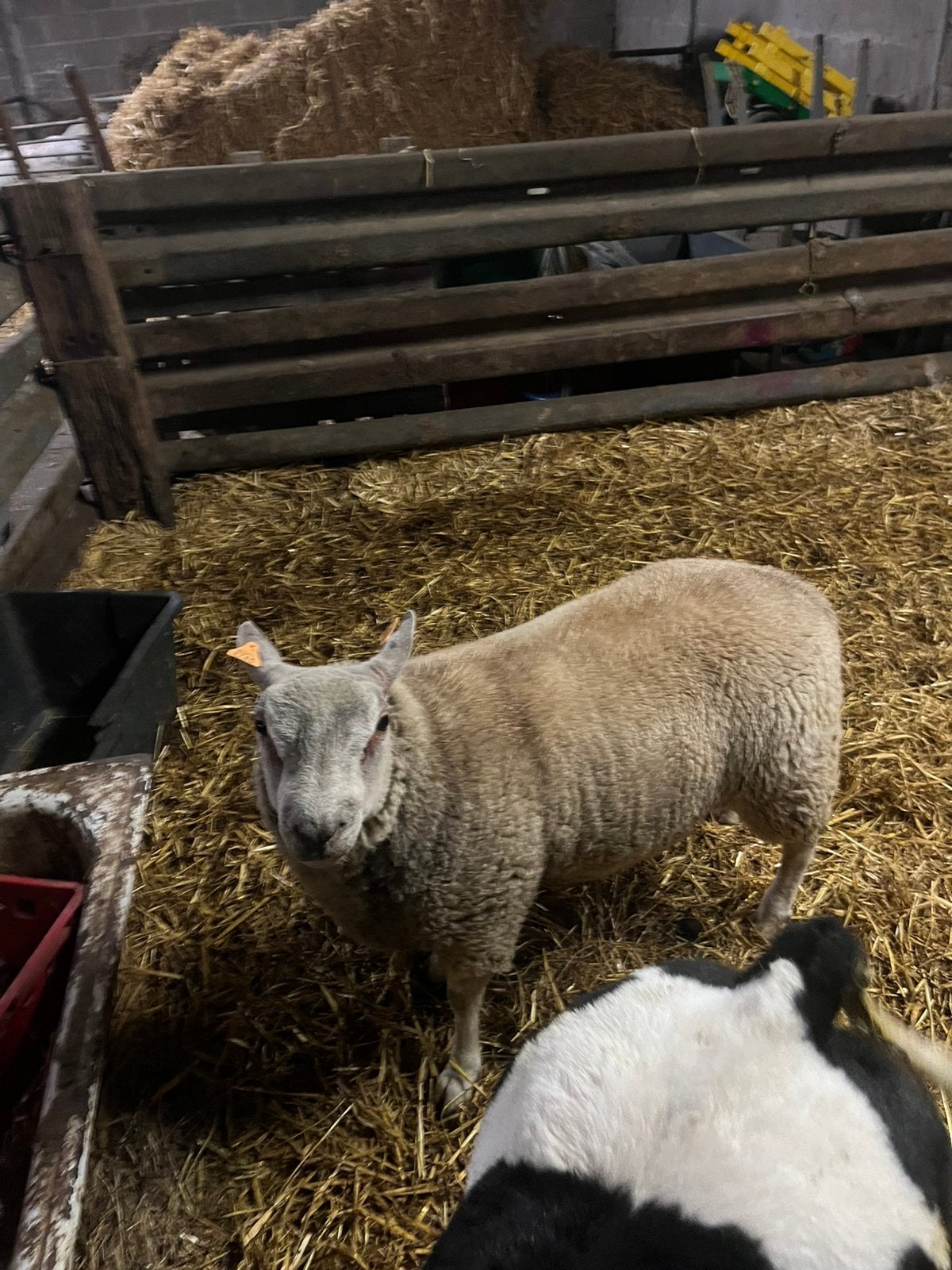 Ram  9 maanden, Dieren en Toebehoren, Mannelijk, Schaap, 0 tot 2 jaar