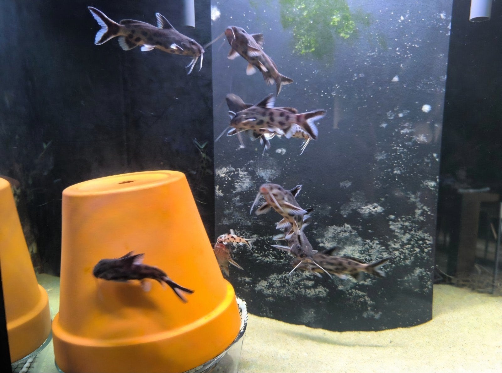 kweekgroep synodontis polly white, Animaux & Accessoires, Poissons | Poissons d'aquarium