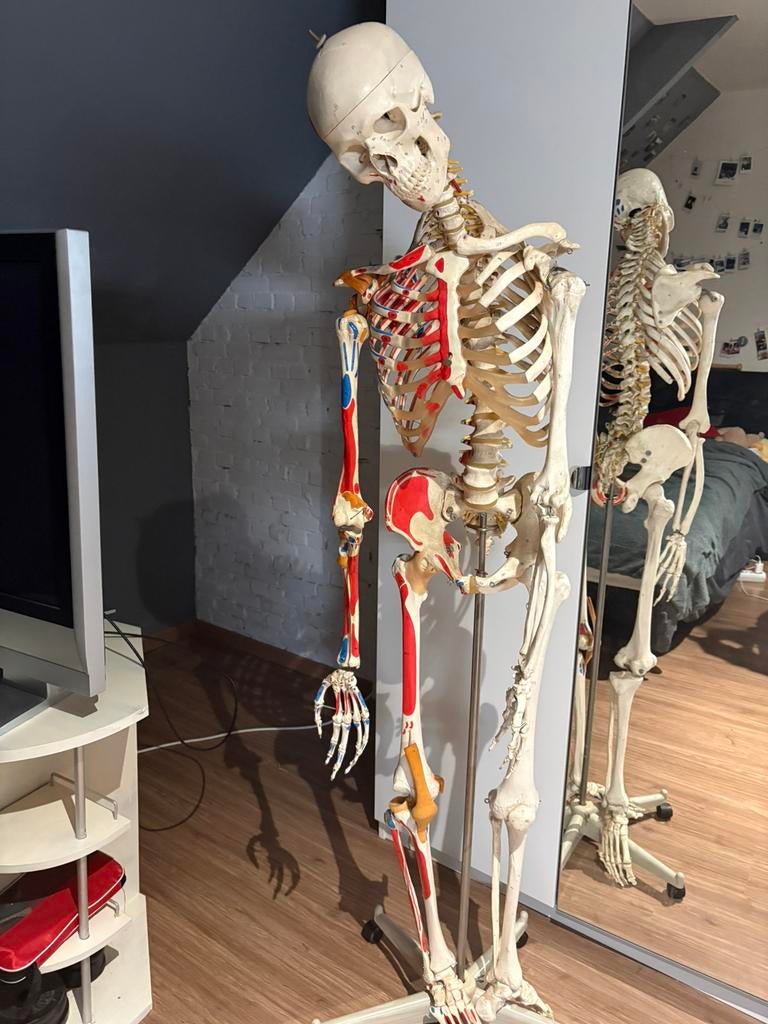 Anatomisch skelet + spier- en botmarkeringen, Ophalen, Zo goed als nieuw