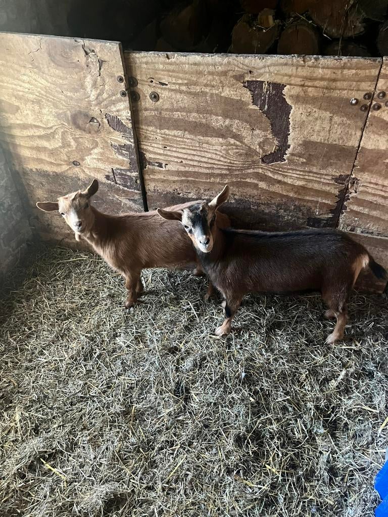 Mini Dwerggeitjes, Dieren en Toebehoren, Schapen, Geiten en Varkens