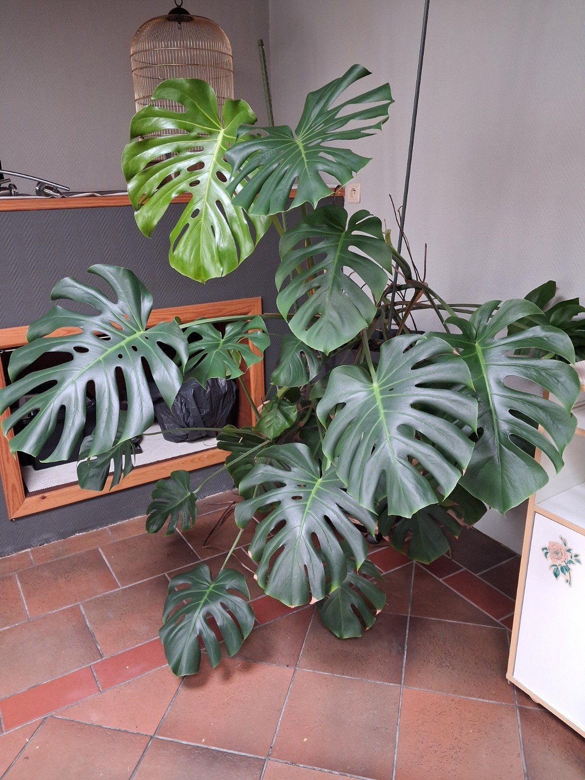 grande plante verte monstera, Plante verte, Enlèvement
