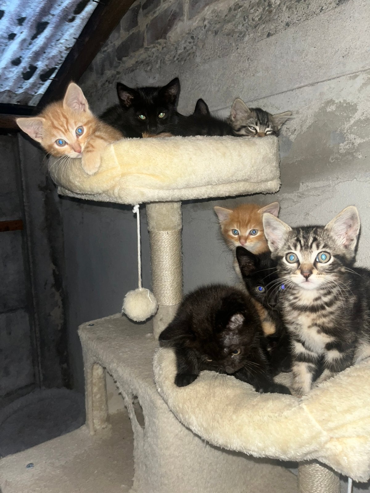 Goedkoope kittens!!!, Dieren en Toebehoren, Katten en Kittens | Raskatten | Korthaar, Meerdere dieren, Met stamboom, 0 tot 2 jaar