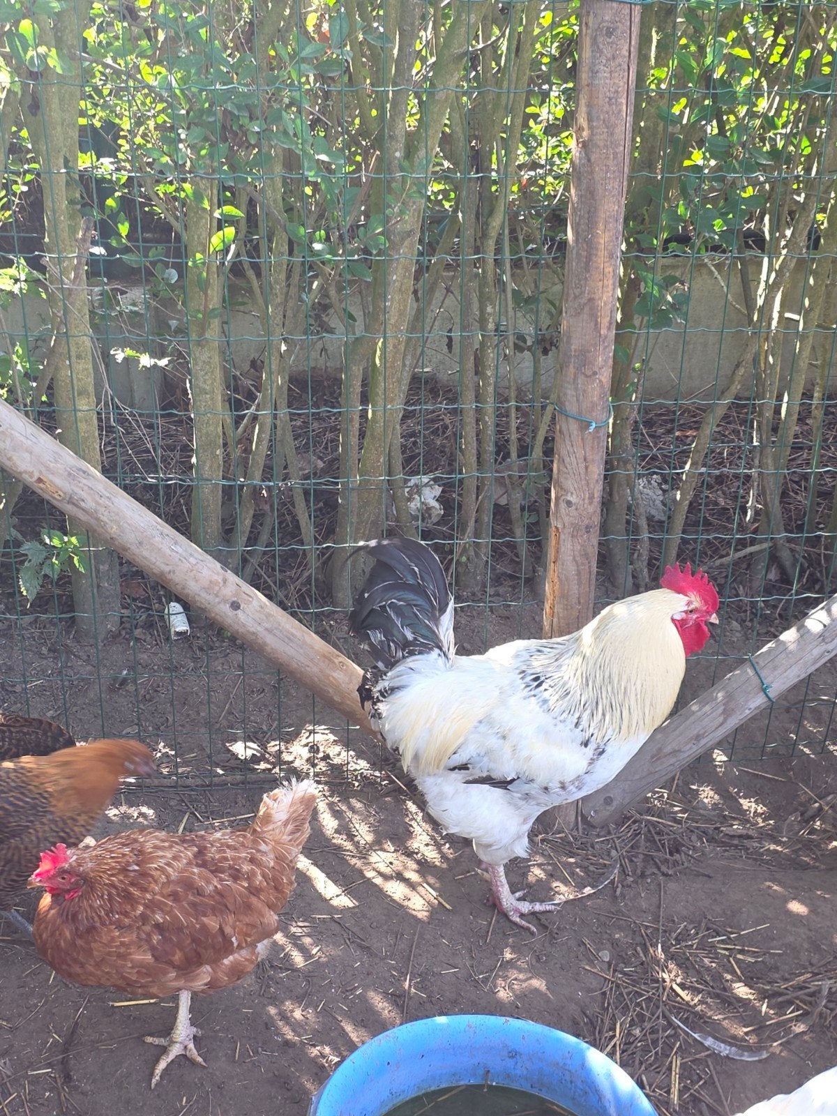 1 haan en 3 hennen legkip, Dieren en Toebehoren