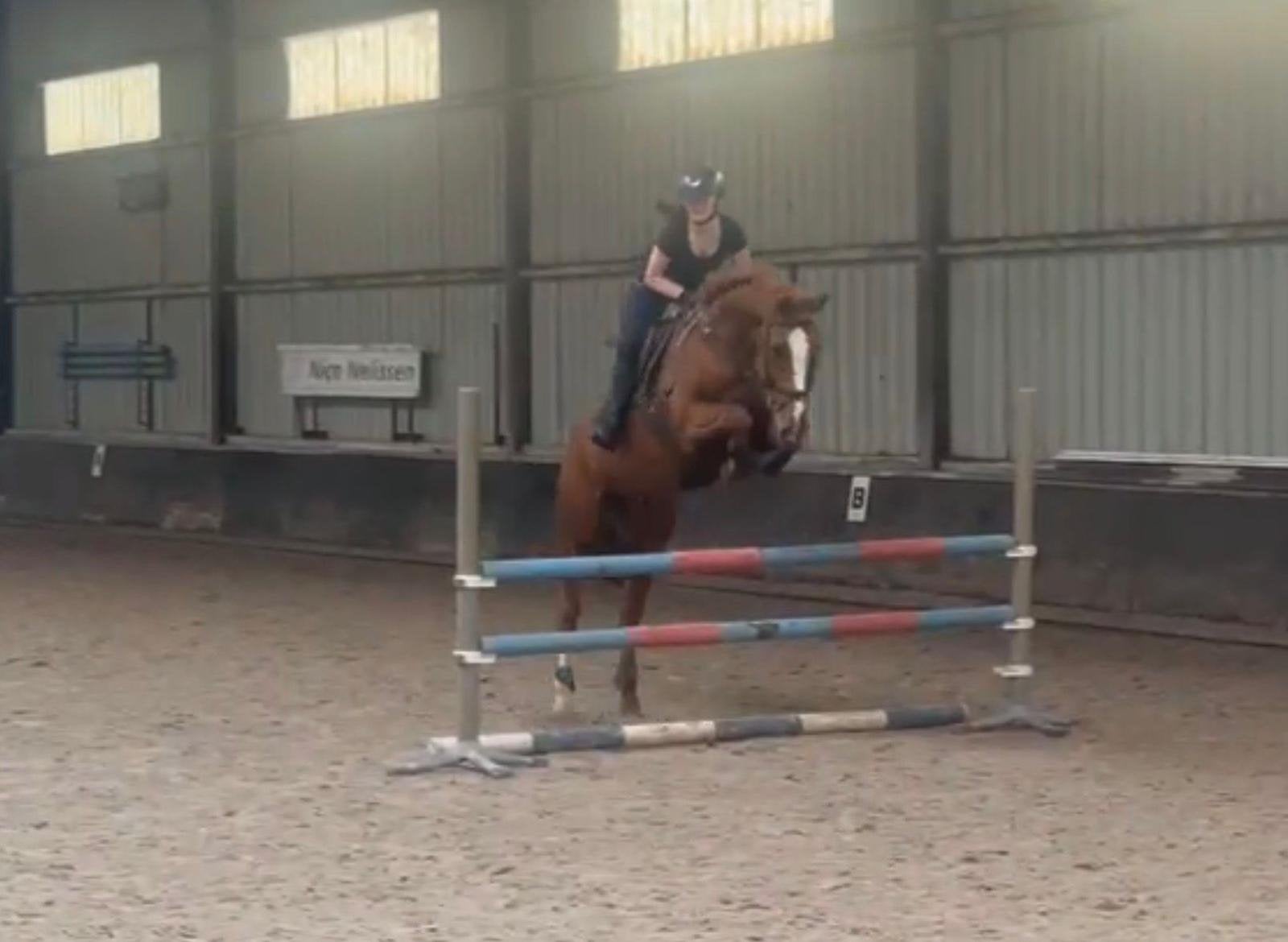 Braaf en ongecompliceerd recreatiepaard, Dieren en Toebehoren, ZZ, Met stamboom, Ruin, 170 tot 175 cm
