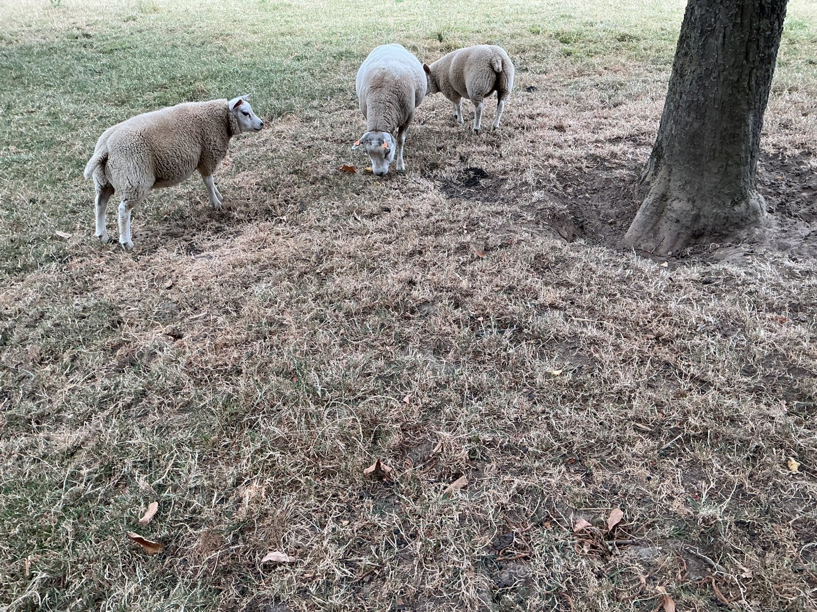Texel schapen / lammeren