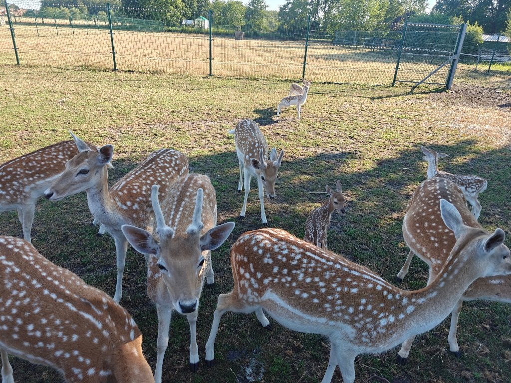 Damherten, Animaux & Accessoires, Animaux Autre, Mâle, Juin