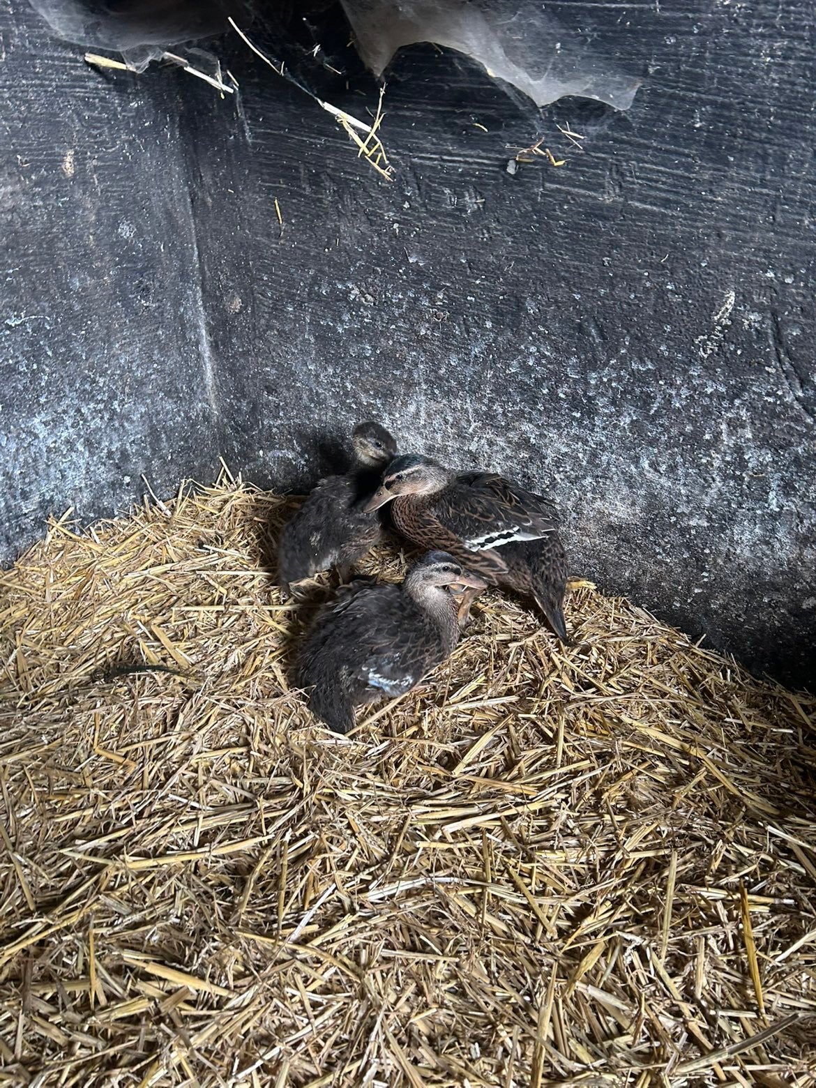 Wilde eenden, Dieren en Toebehoren, Pluimvee, Geslacht onbekend, Eend