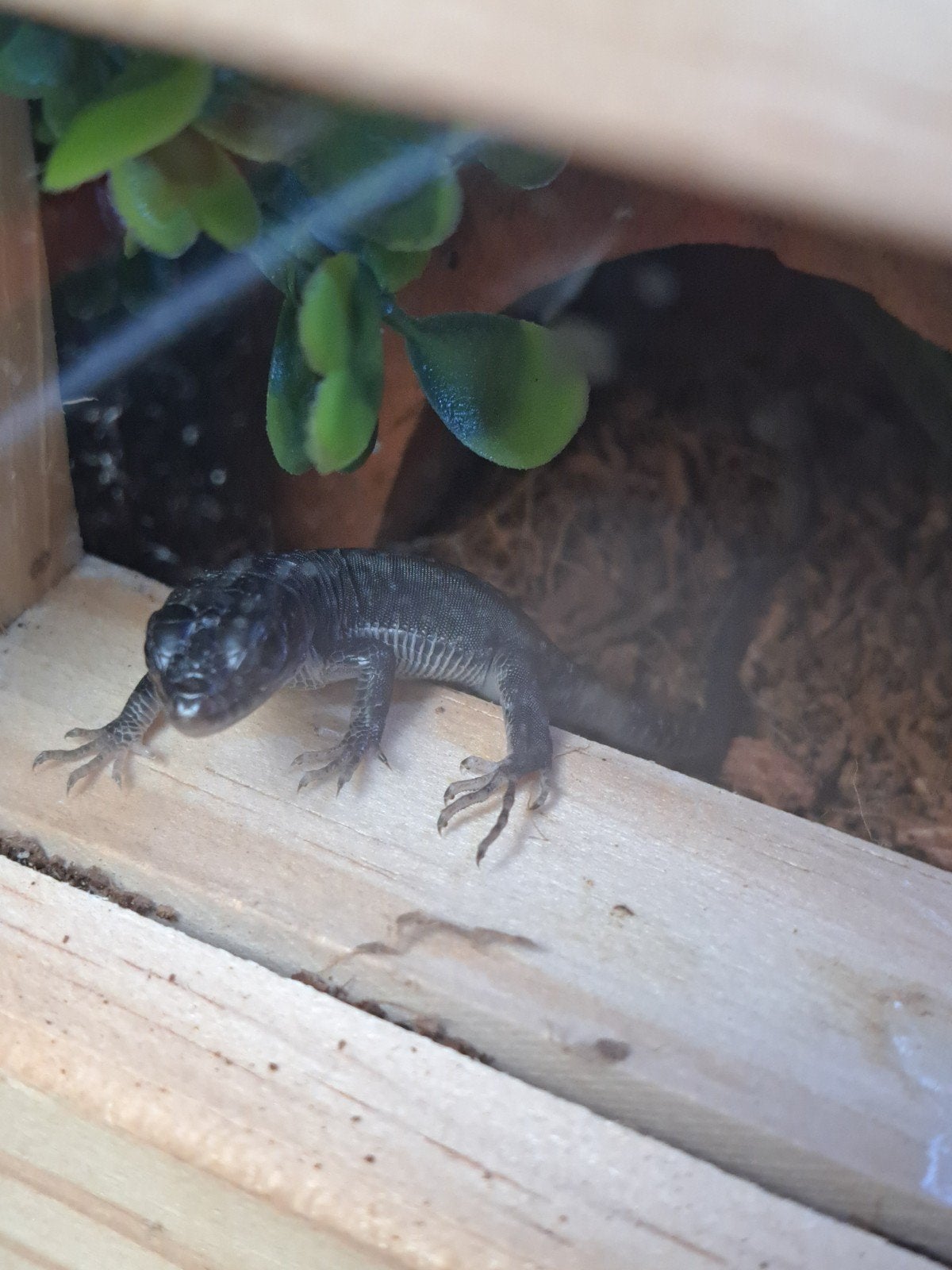 timon lepidus parelhagedis melanistic, Lézard, 0 à 2 ans