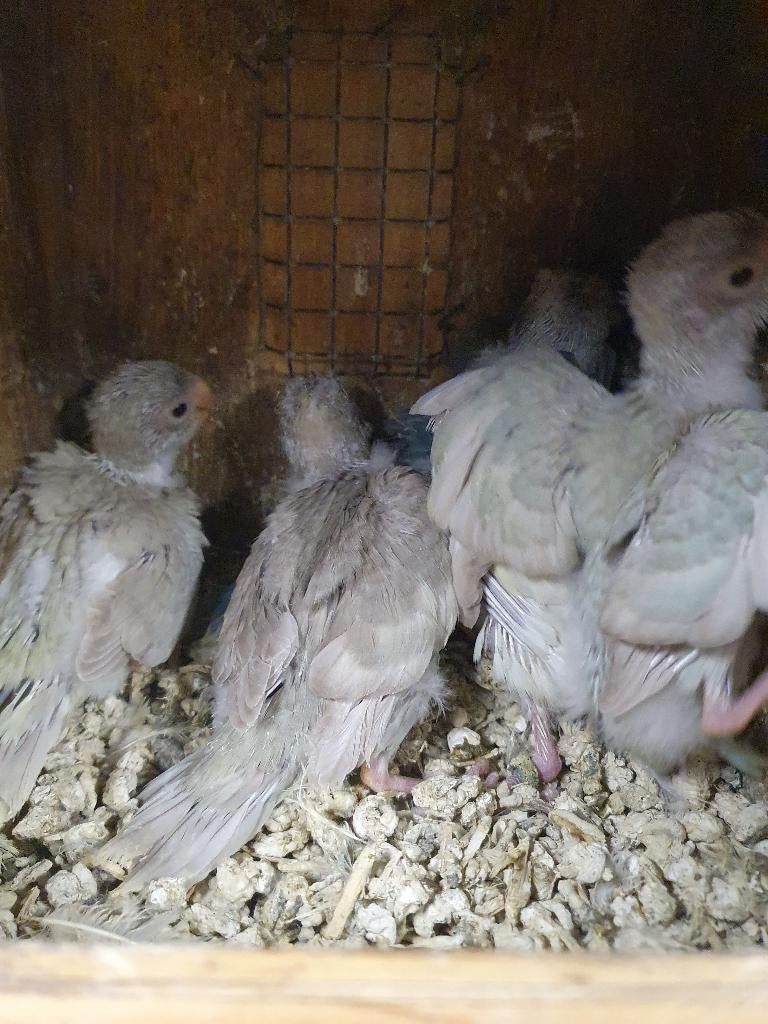 Kakariki 25-26, Parkiet, Geringd