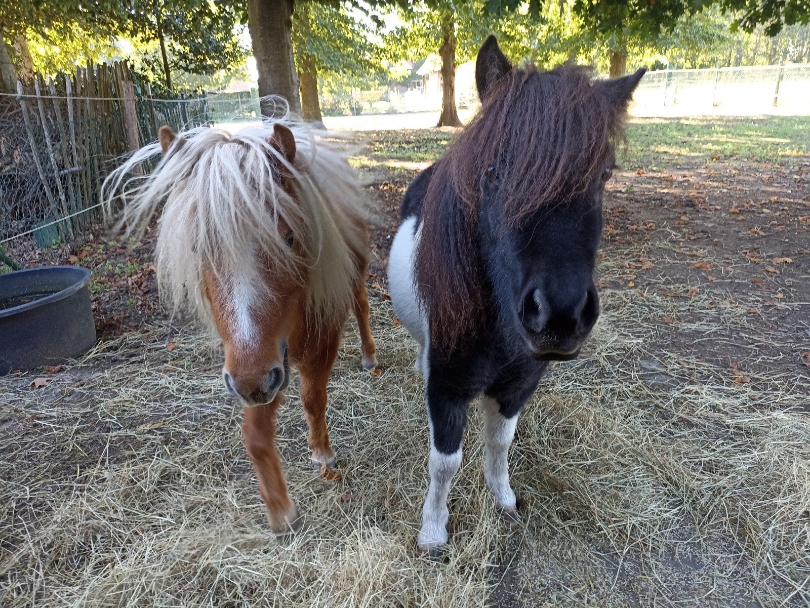2 shetlandpony's (merrie), Animaux & Accessoires, Poney de récréation, Avec puce électronique, Poney A (jusqu'à 1.17 m), Jument