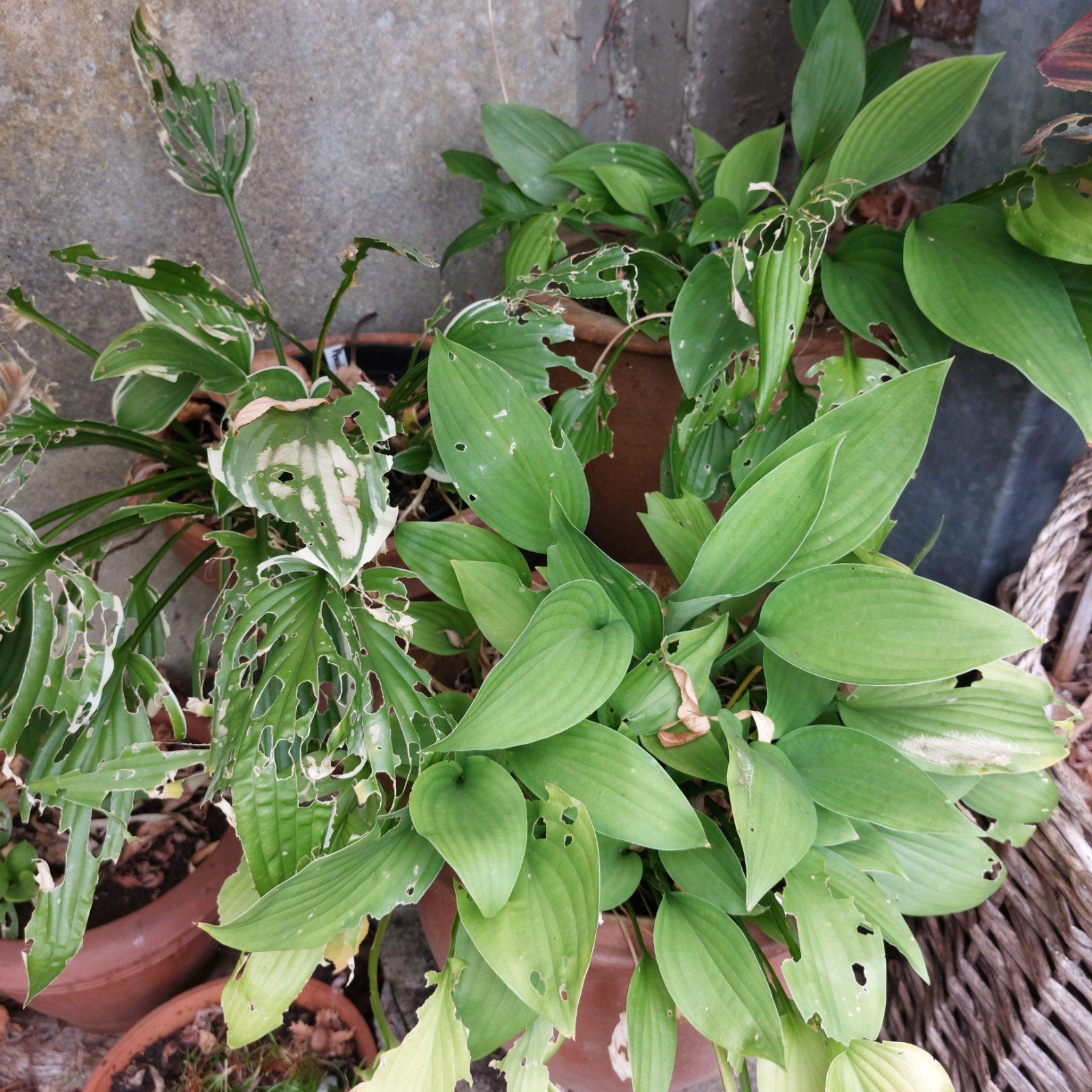Hosta’s, Tuin en Terras, Ophalen